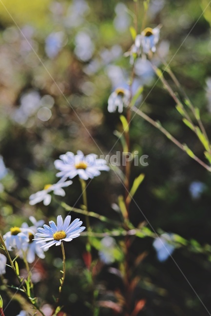 들꽃,자연,nature,green,flower,식물,자연,plants,nature,꽃,flower