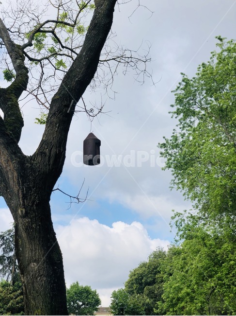 plant,tree,나무,식물,새집