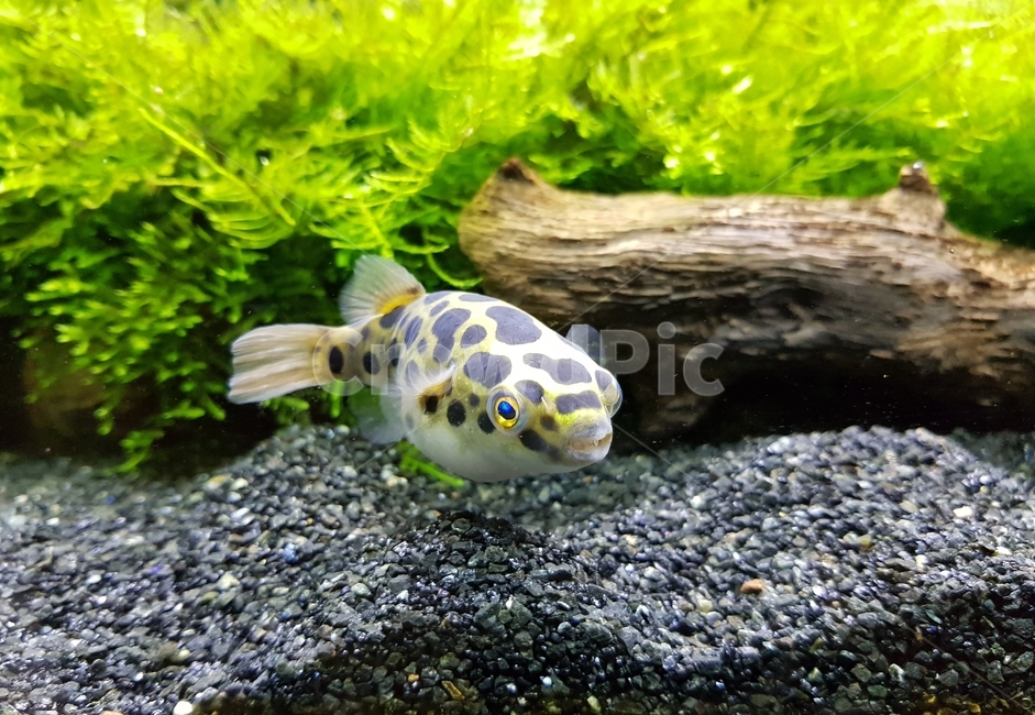 복어,초록복어,puffer,spottedgreenpuffer,greenspottedpuffer,동물,animal,어류,물고기,fish