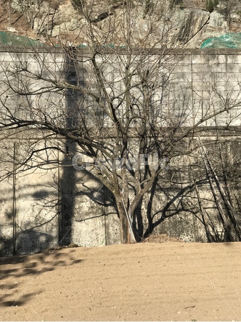 tree,나무,plant,식물,나무줄기
