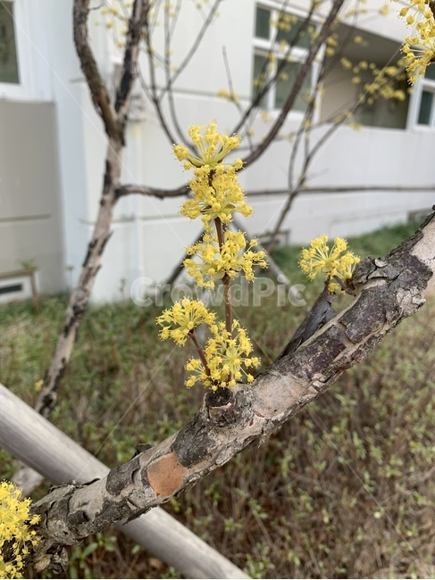 식물,꽃,나무,노랑색,봄