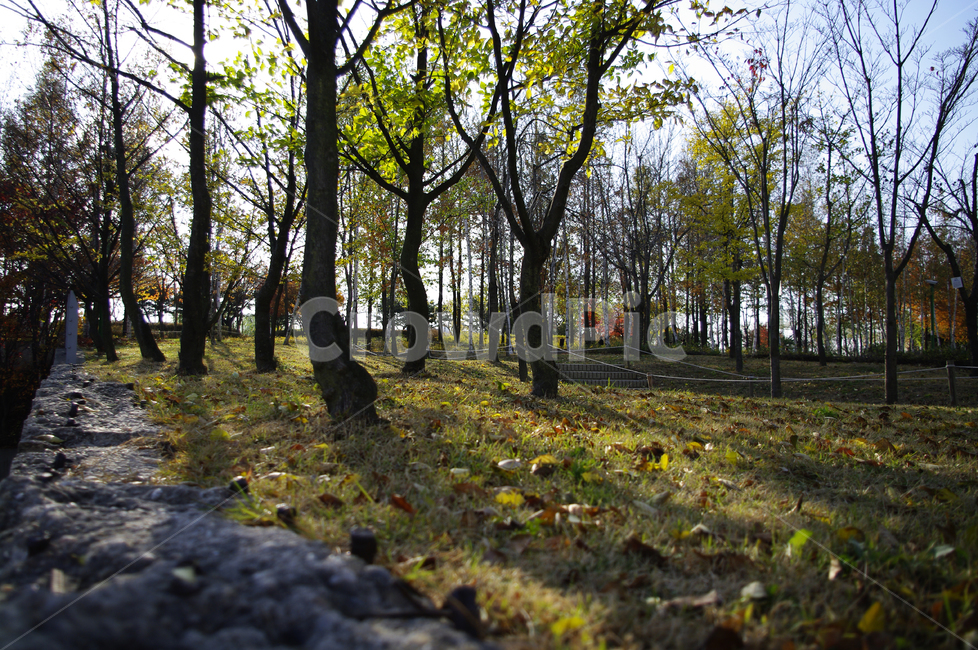 autumn,가을,나무,단풍,식물,낙엽,가을,계절,fall,autumn,season,자연,풍경,nature,landscape,ground,바닥,tree,plant,tree trunk,나무 줄기