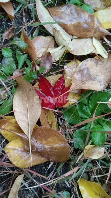가을,비,단풍잎,젖은,낙엽,신선한,가을비,빨간,autumn,rain,maple,leaf,fallenleaves,wet,fall,식물,plant