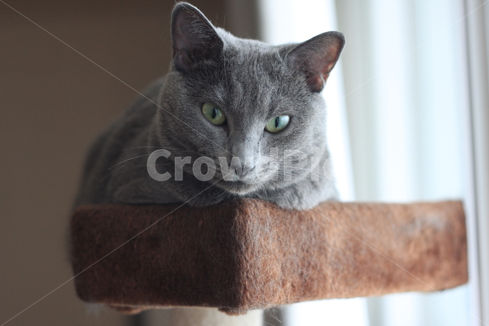 pet,동물,cat,고양이,러시안블루,캣타워