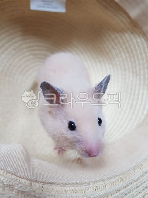 mouse,Pets,rat,golden hamster,hamster,cuteness,animal,mammalia,pet
