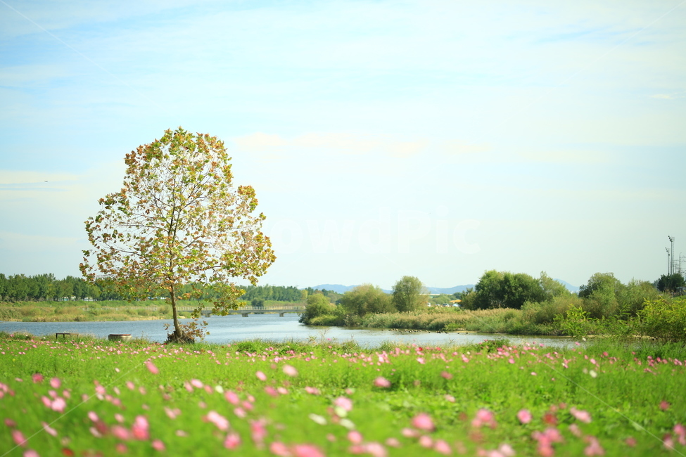 가을꽃,코스모스,강,하천,꽃,감성,자연,flower,가을,fall,autumn,나무,하늘,자연,풍경,nature,landscape,outdoors,옥외,grassland,목초지,field,들