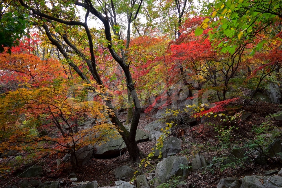도봉산,가을,단풍,풍경,국립공원,서울,낙엽,명산,자연,비경,단풍나무,가을색,가을색채,오색단풍,가을단풍,북한산국립공원,자연,풍경,nature,landscape,가을,계절,fall,autumn,season,tree,나무,plant,식물,leaf,잎,maple