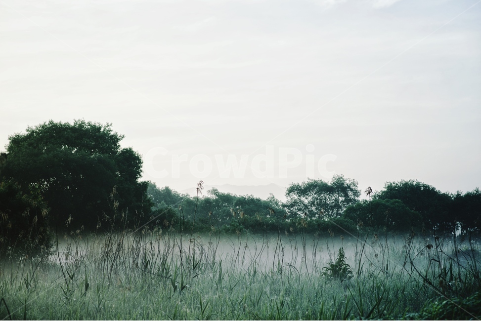 물안개,새벽,늪,일출,자연,풍경,몽환,자연,풍경,nature,landscape,grass,잔디,plant,식물