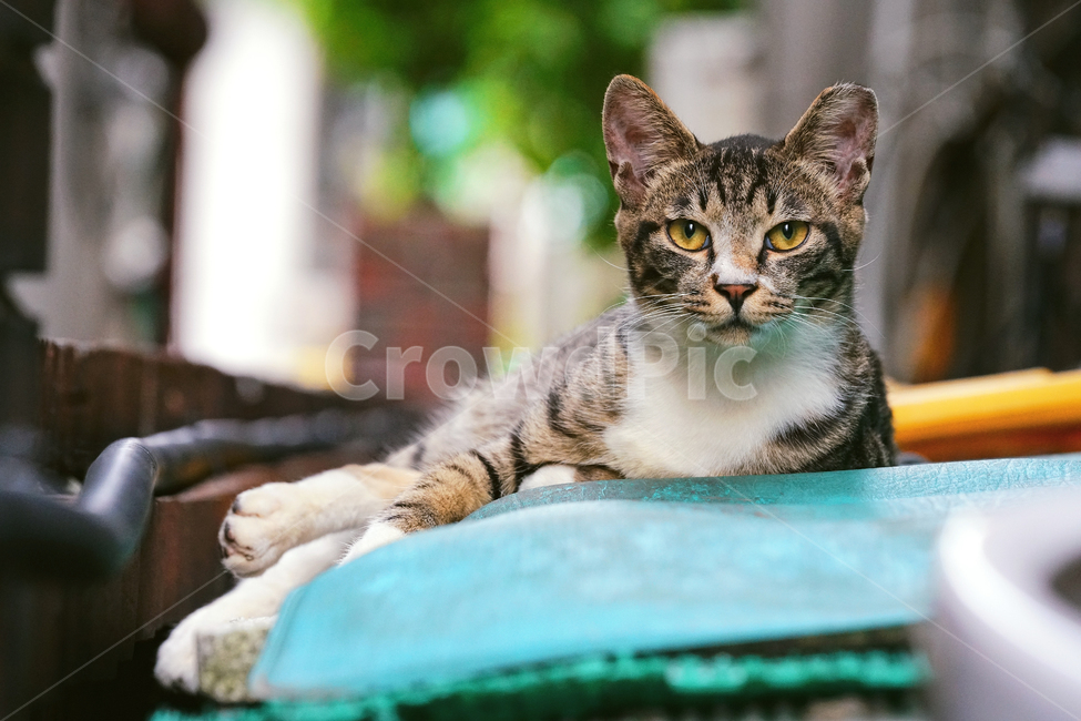 고양이,길고양이,길냥이,야옹이,냐옹이,애완묘,반려묘,애완동물,펫,캣,도둑고양이,야생동물,pet,cat,alleycat,wild,wildlife,abyssinian,mammal,animal,동물,animal,포유류,mammal,고양이,cat,kitten,kitty