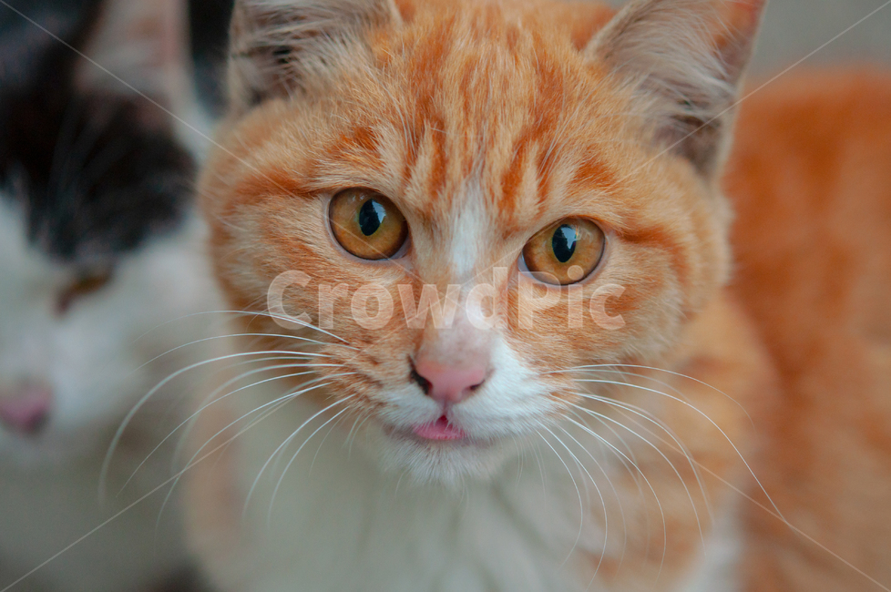 귀여운,수염,털,야생,배경,cute,beard,fur,wild,background,pet,애완동물,animal,동물,mammal,포유류,cat,고양이,동물,animal,포유류,mammal,고양이,cat,kitten,kitty