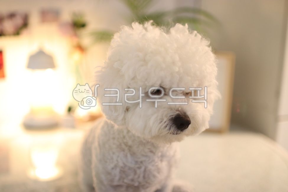 강아지,하얀강아지,비숑프리제,비숑,흰강아지,애완동물,반려동물,개,dog