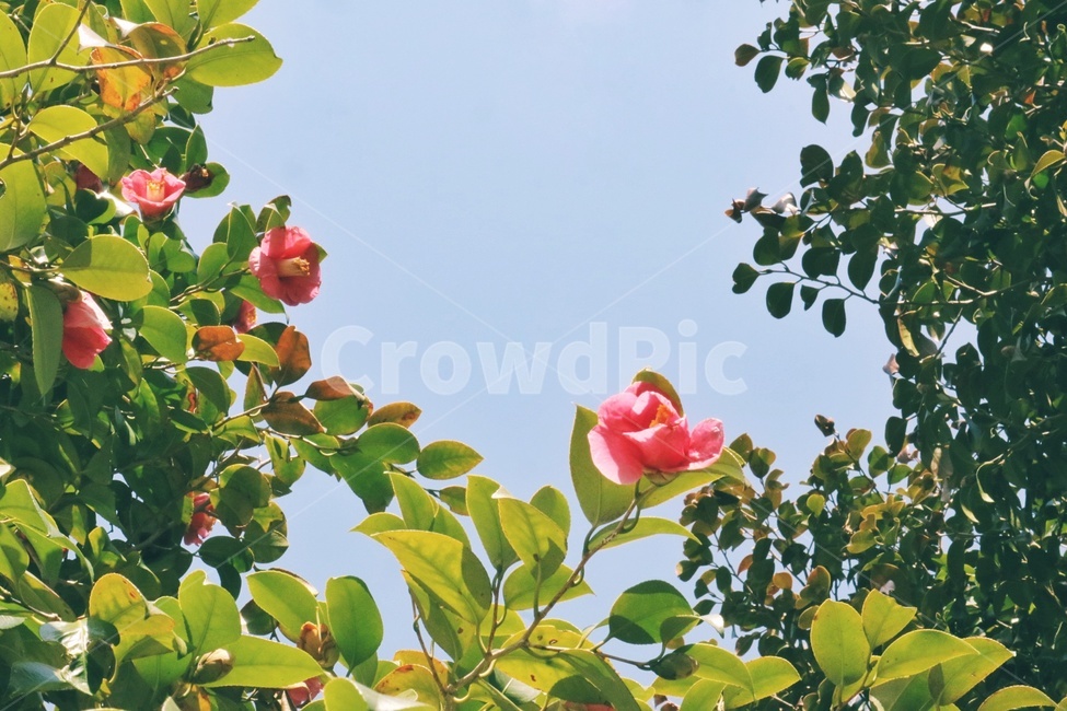 봄,꽃,spring,flower,동백꽃,감성,순천,금둔사,봄,계절,spring,season,식물,자연,plants,nature,꽃,flower,감성,sensible,feeling,plant,fruit,과일,food,음식