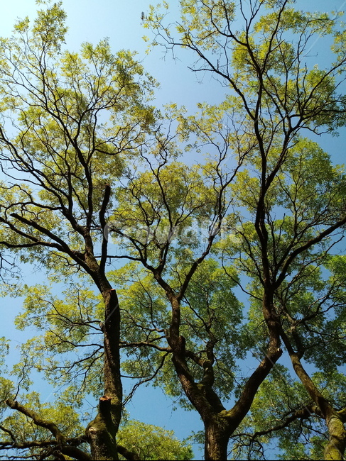 나무,나무줄기,식물,나뭇잎,자연,plant,tree,treetrunk,식물,자연,plants,nature,나무,trees,wood