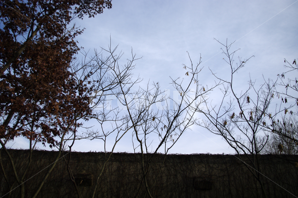 겨울,나무,식물,plant,하늘,구름,자연,풍경,nature,landscape,tree