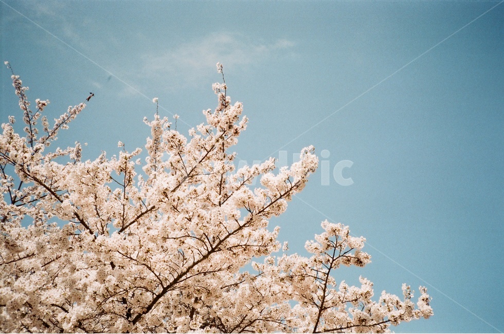 봄,벚꽃,풍경,하늘,감성,꽃,자연,spring,sky,film,따뜻함,분홍,landscape,봄,계절,spring,season,식물,자연,plants,nature,꽃,flower,감성,sensible,feeling,plant,blossom