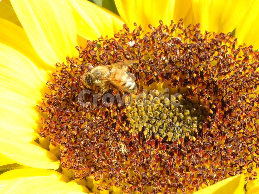 꽃,곤충,식물,여름,summer,식물,자연,plants,nature,꽃,flower,동물,animal,곤충,벌레,insect,bug