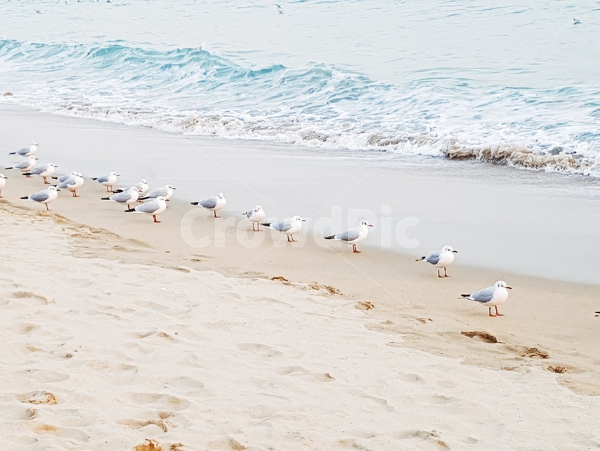 갈매기,바다,파도,새,모래,해변,바다,beach,sea,동물,animal,조류,새,birds