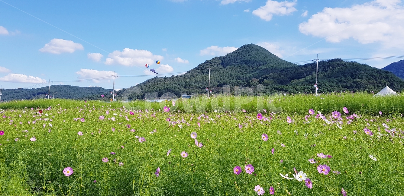 코스모스,가을,하늘,꽃,가을꽃,fall,sky,flower,가을,계절,fall,autumn,season,자연,풍경,nature,landscape,outdoors,옥외,grassland,목초지,field,들