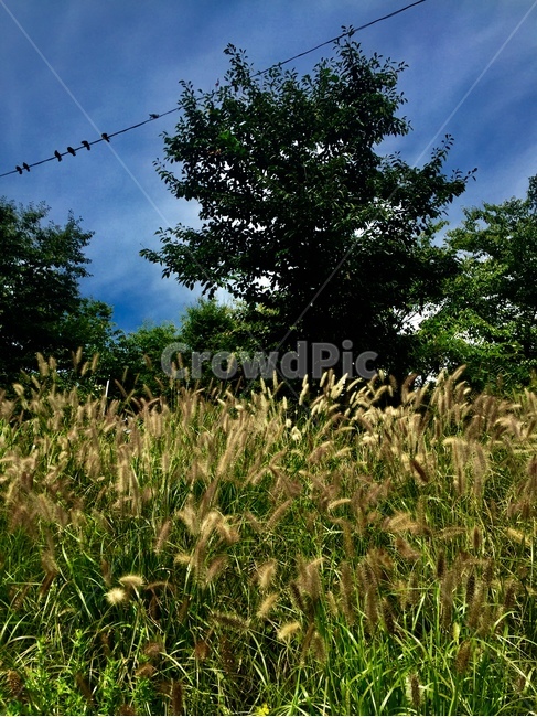 grass,잔디,식물,lawn,plant