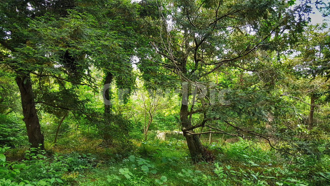 제주,비자림,제주비자림,비자림숲,비자림숲길,숲,tree,나무,plant,식물,treetrunk,나무줄기,자연,자연,풍경,nature,landscape,식물,plants,나무,trees,wood