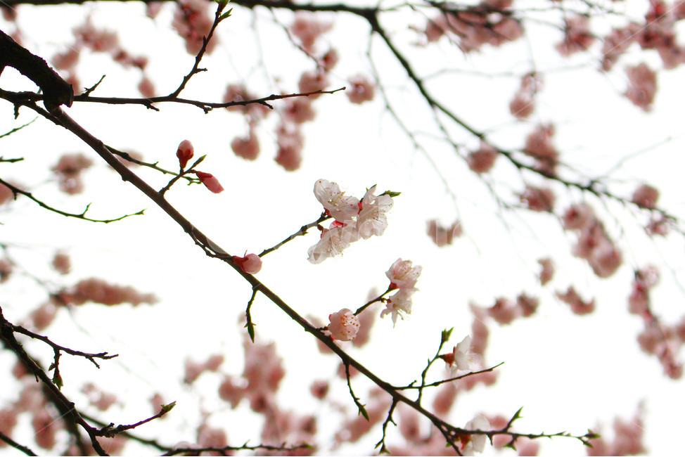감성사진,봄,풍경사진,꽃,하늘,자연,풍경,daily,flower,pink,spring,봄,계절,spring,season,식물,자연,plants,nature,꽃,flower,plant,blossom