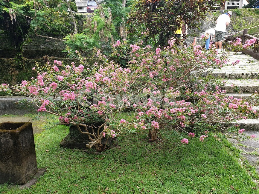 outdoors,옥외,human,인간,person,사람,garden,정원