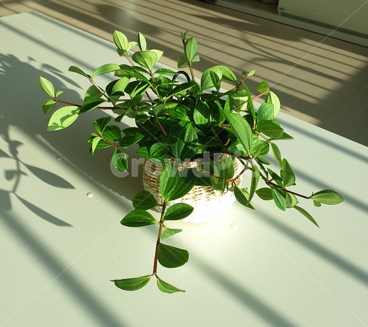 leaf,잎,plant,식물,화분,인테리어,빛