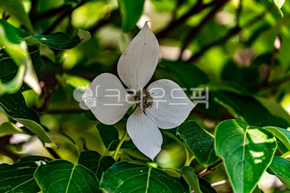 dogwood flower,nature,dogwood tree,intoxicant,cornuskousa,flower,spring flowers,spring,plants,plant