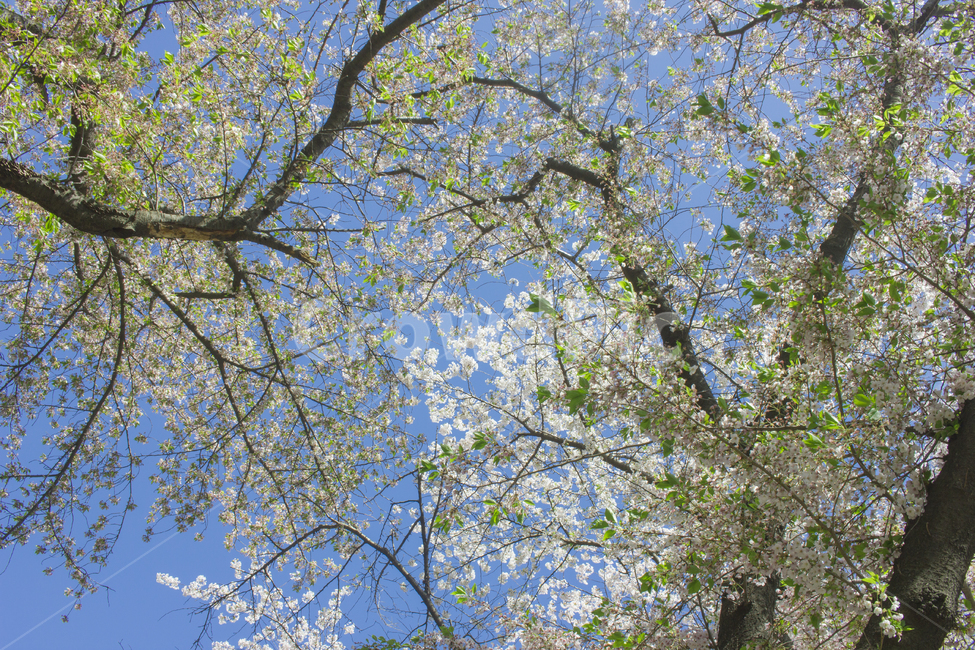 벚꽃,하늘,봄,봄꽃,푸른하늘,맑은하늘,봄,계절,spring,season,자연,풍경,nature,landscape,식물,plants,나무,trees,wood,tree,plant,tree trunk,나무 줄기