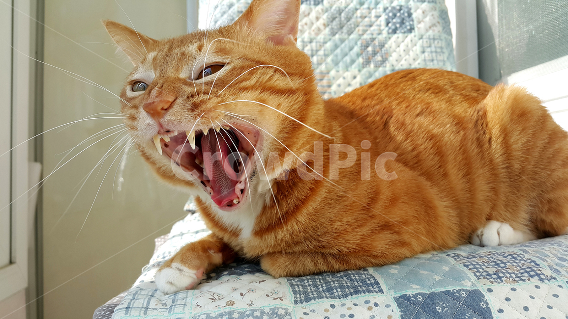 고양이,코리안숏헤어,고양이하품,고양이턱여드름,졸린고양이,동물,animal,포유류,mammal,고양이,cat,kitten,kitty