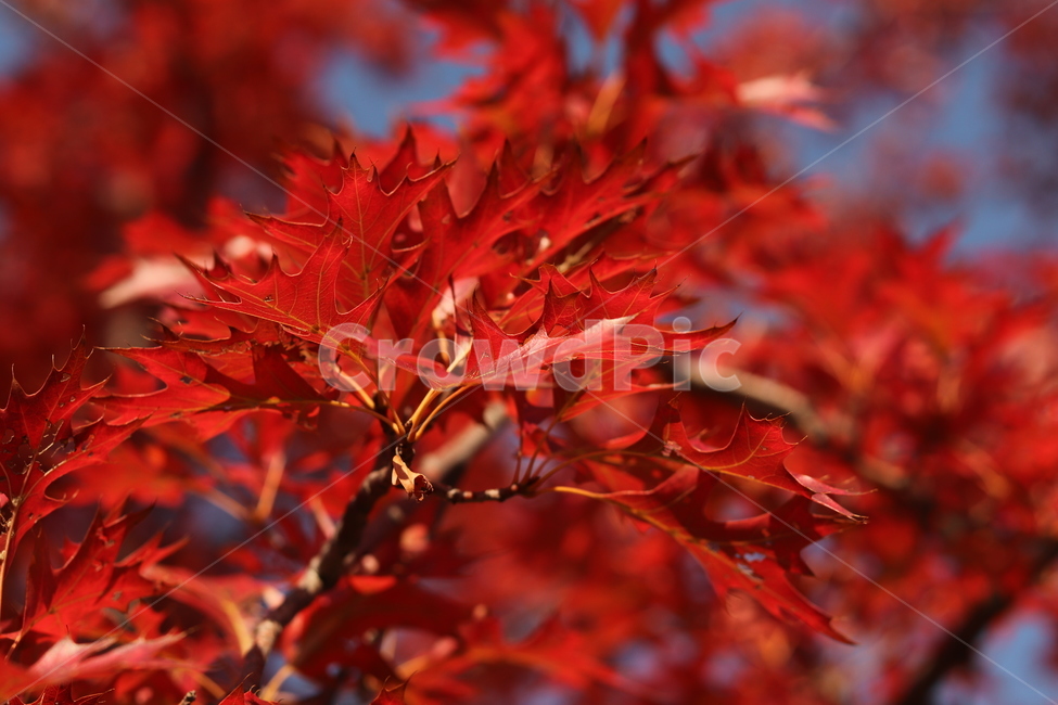 가을,낙엽,나무,단풍,붉음,가을,계절,fall,autumn,season,plant,식물,leaf,잎,tree,maple