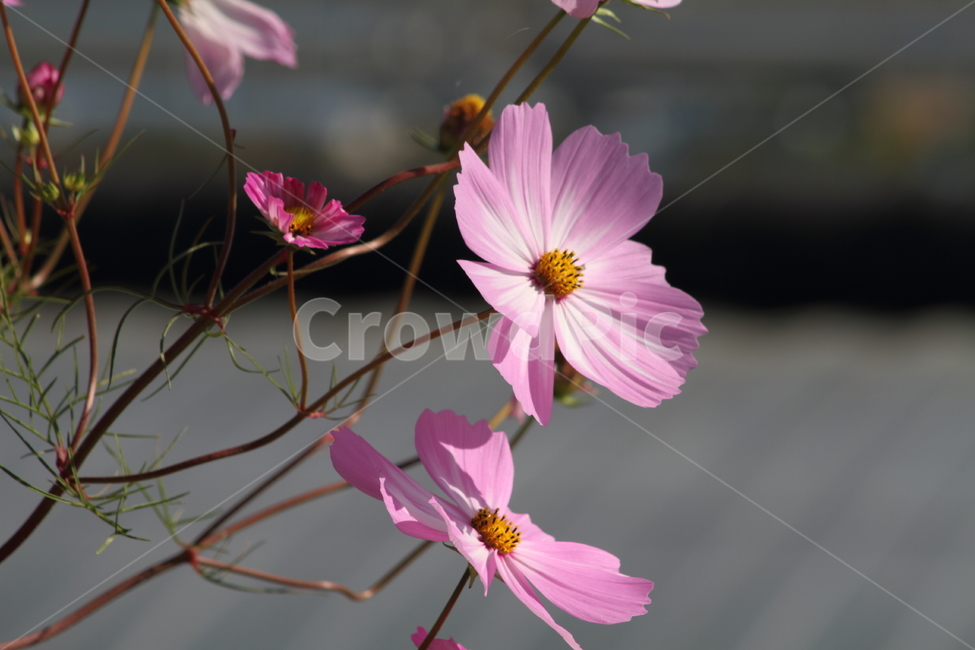 코스모스,꽃,식물,가을꽃,cosmos,가을,계절,fall,autumn,season,식물,자연,plants,nature,꽃,flower,plant
