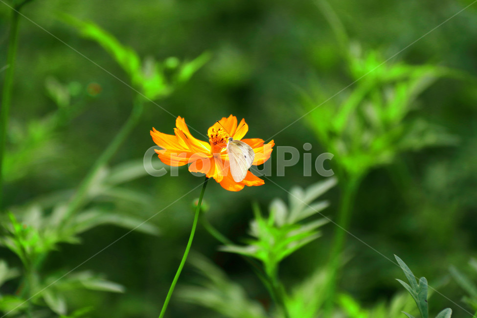 가을,나비,하얀나비,자연,노랑코스모스,꽃,황화코스모스,식물,자연,plants,nature,꽃,flower,동물,animal,곤충,벌레,insect,bug