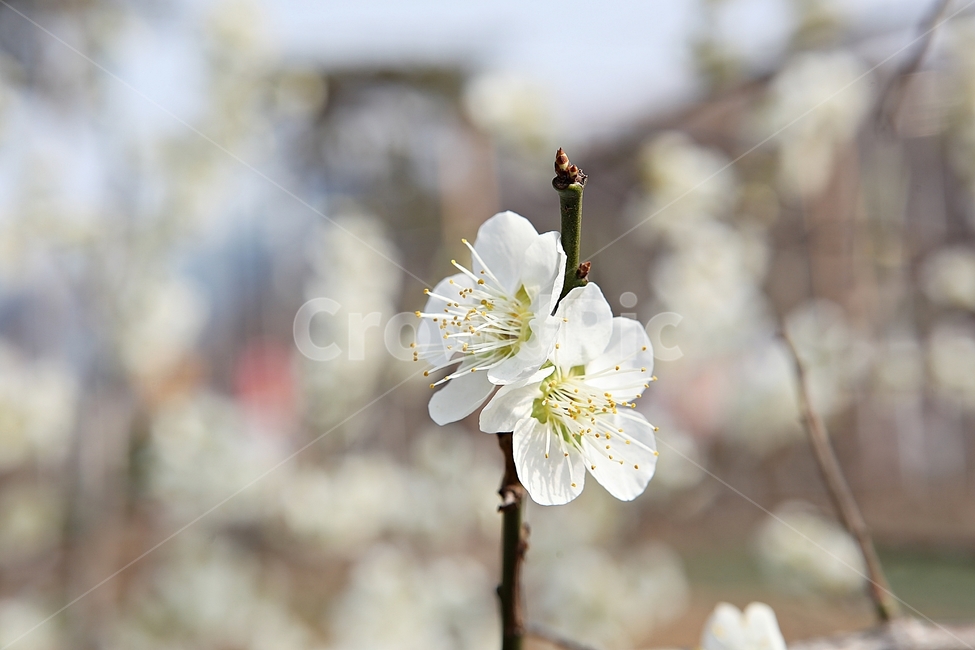 매화꽃,매화,꽃,꽃잎,봄꽃,봄,공원,식물,자연,식물,자연,plants,nature,꽃,flower