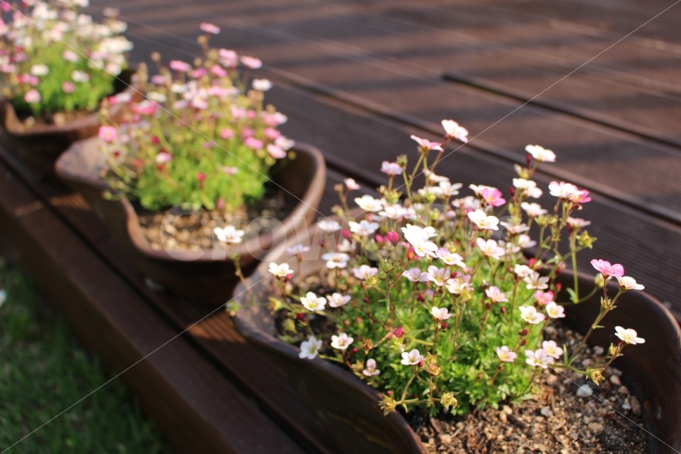꽃,들꽃,식물,자연,생명,화사함,화분,정원,식물,자연,plants,nature,꽃,flower