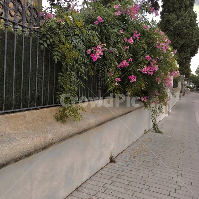 스페인,바르셀로나,꽃,벽,거리,유럽,garden,outdoors