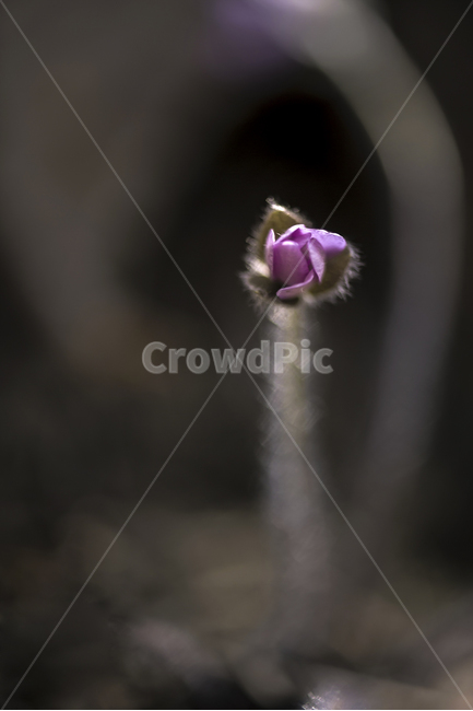 꽃,flower,노루귀꽃,봄꽃,식물,plant,blossom,식물,자연,plants,nature,꽃,flower