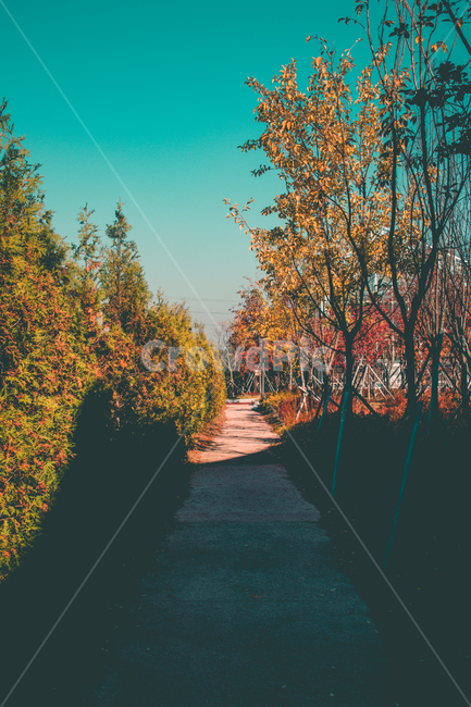 가을,나무,숲,산책,휴식,풍경,하늘,그늘,감성,색감,가을,계절,fall,autumn,season,자연,풍경,nature,landscape,감성,sensible,feeling,tree,plant,식물