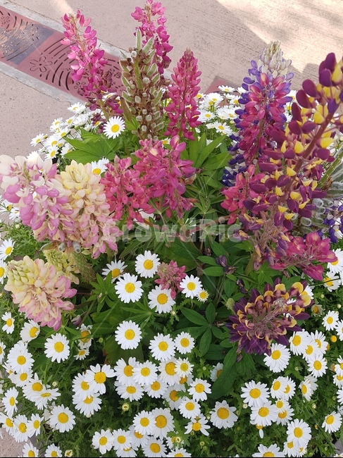 plant,식물,flower,꽃,blossom