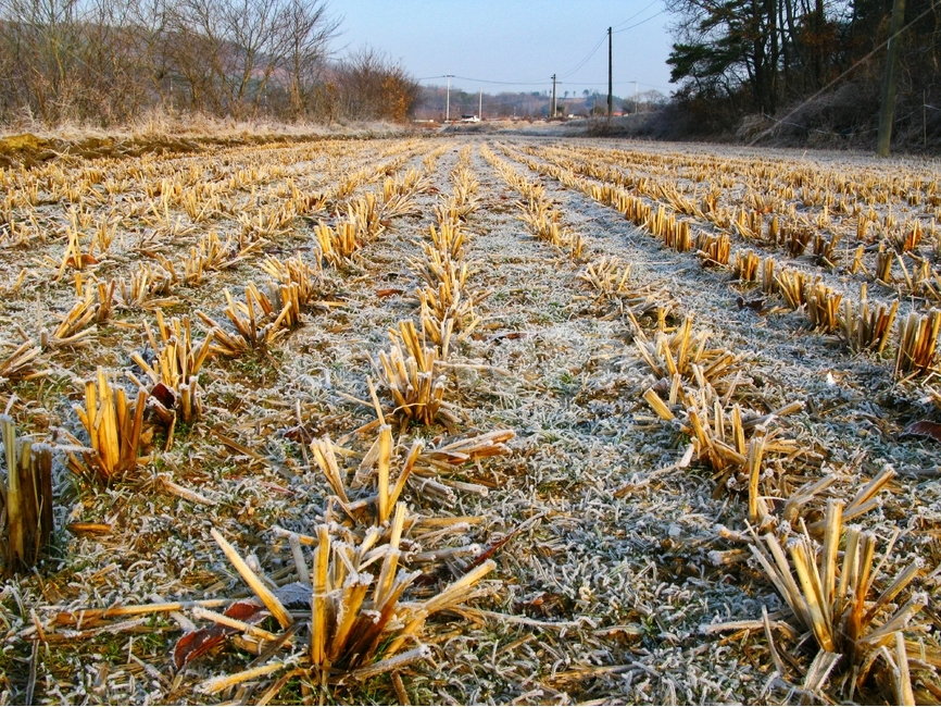 겨울,논,감성,겨울논,논두렁,겨울,계절,winter,season,자연,풍경,nature,landscape,plant,식물