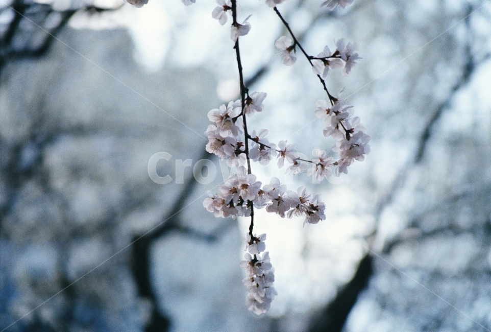 꽃,봄,벚꽃,나무,나뭇가지,아름다운,경치,flowers,spring,cherryblossoms,trees,branches,beautifulscenery,scenery,필름,필카,필름카메라,film,filmcamera,보케,아웃포커싱,bokeh