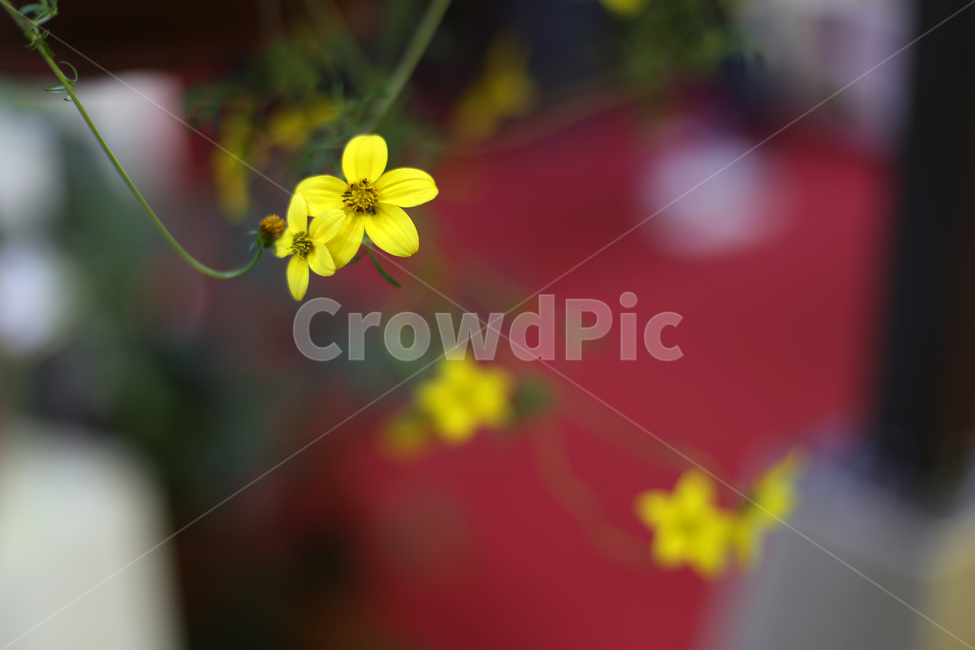 꽃,노란꽃,flower,yellow,노랑