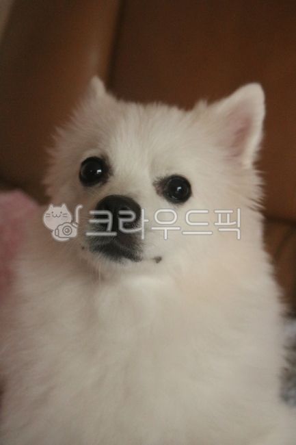 강아지,개,동물,반려동물,스피츠,animal,dog,귀여운