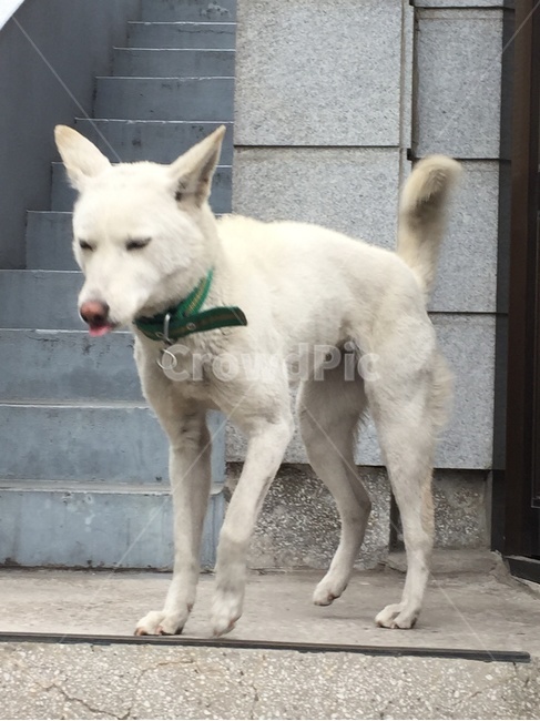 백구,강아지,개,반려견,동물,진돗개