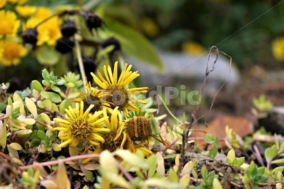 감국,가을,노랑,계절,chrysanthemumindicum,autumn,fall,nature,bloom,yellow,국화과,smell,season,beautiful,plant,flower,산국,노랑꽃,식물,자연,Northchrysanthemum,여러해살이,식물,자연,plants,nature,꽃,flower