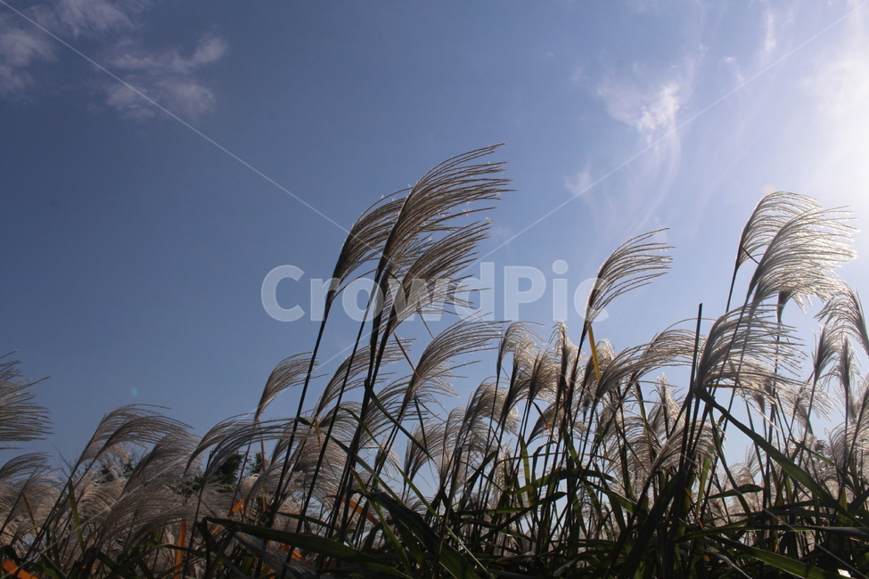 갈대,하늘,자연,평화로운,환경,푸른,가을,계절,fall,autumn,season,grass,잔디,plant,식물,lawn,reed