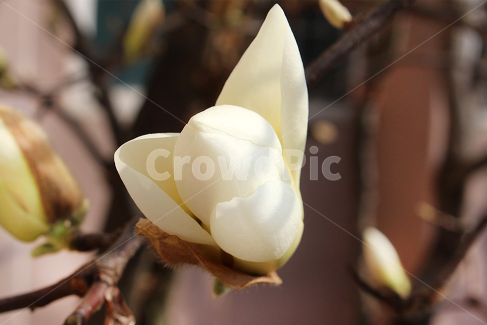 목련,목련화,봄꽃,하얀꽃,봄,꽃,식물,자연,plants,nature,꽃,flower