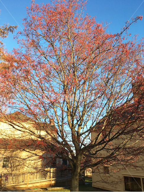 plant,식물,tree,나무,나무줄기,treetrunk,하늘,풍경,단풍,햇빛