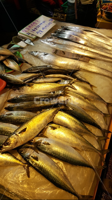 Dongmun Market,Jeju,purple mackerel,fish market,mackerel