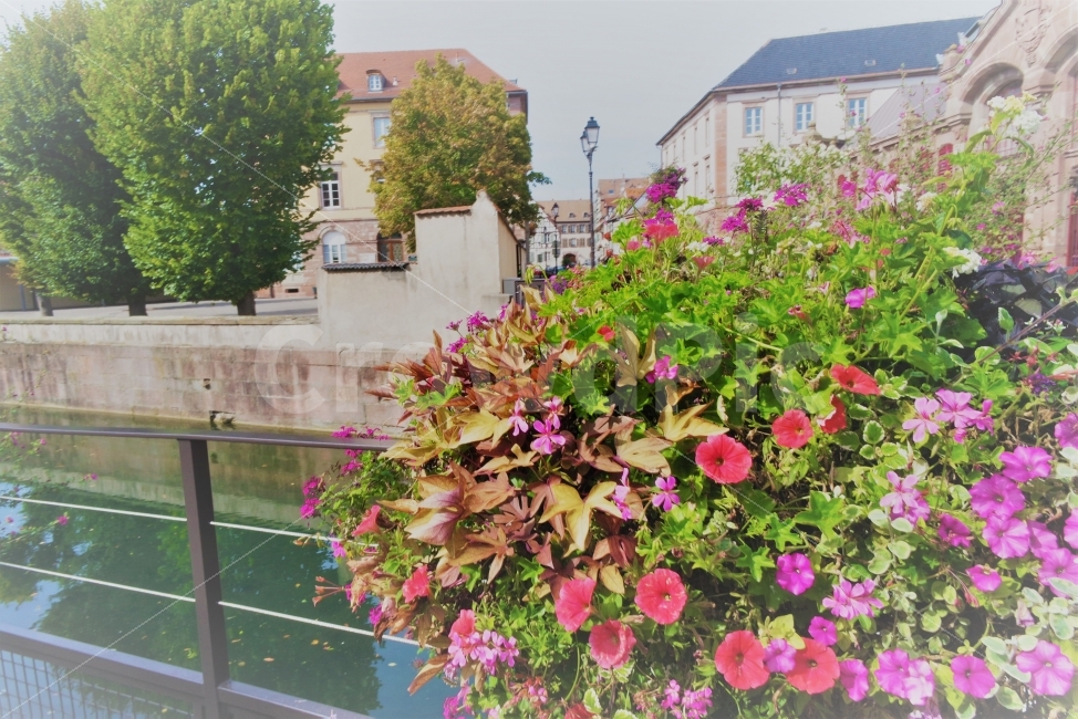 공원여행,꽃,flower,travel,france,프랑스,park,강,river,도시,풍경,city,landscape,해외,외국,세계,foreign,oversea,world,plant,식물,blossom